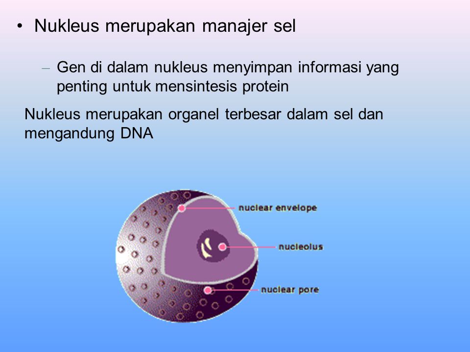 Nukleus merupakan manajer sel