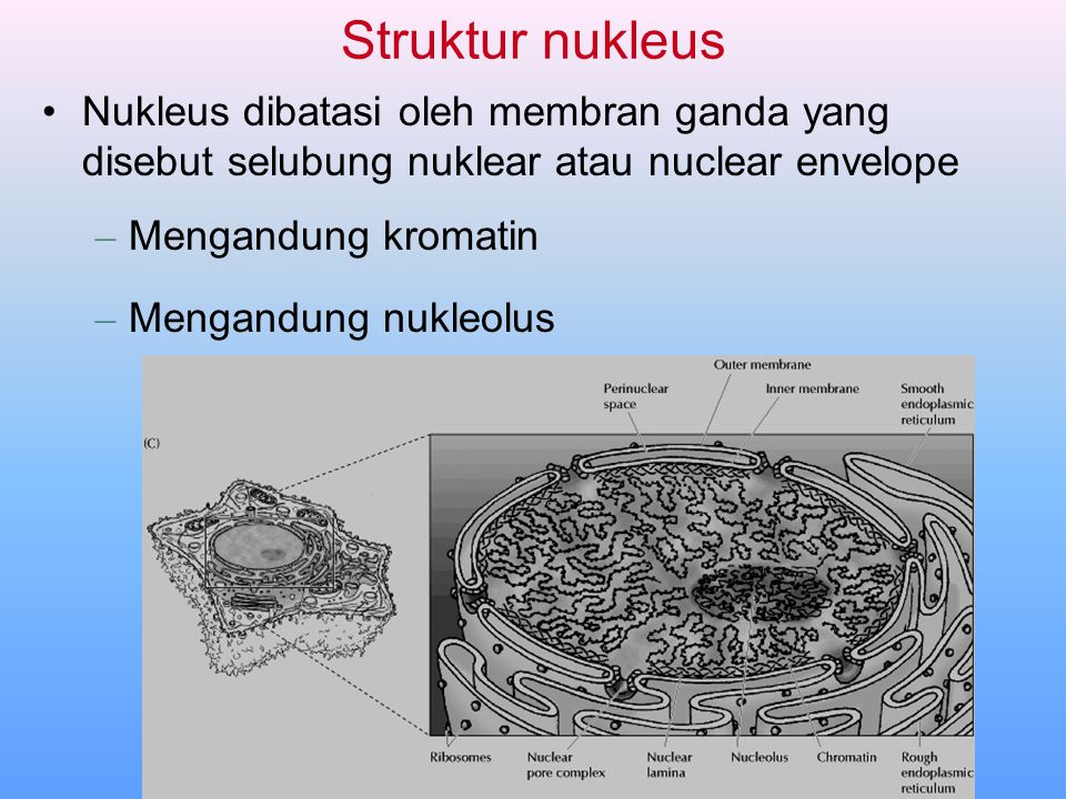 Struktur nukleus Nukleus dibatasi oleh membran ganda yang disebut selubung nuklear atau nuclear envelope.