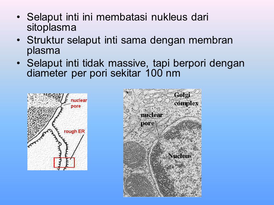 Selaput inti ini membatasi nukleus dari sitoplasma