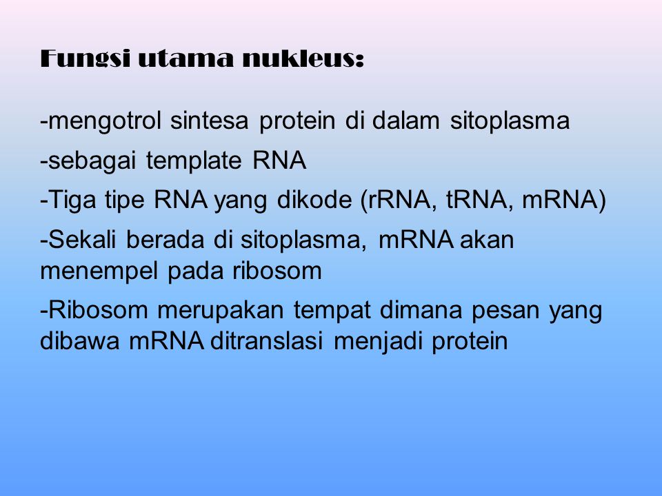 Fungsi utama nukleus: -mengotrol sintesa protein di dalam sitoplasma. -sebagai template RNA. -Tiga tipe RNA yang dikode (rRNA, tRNA, mRNA)