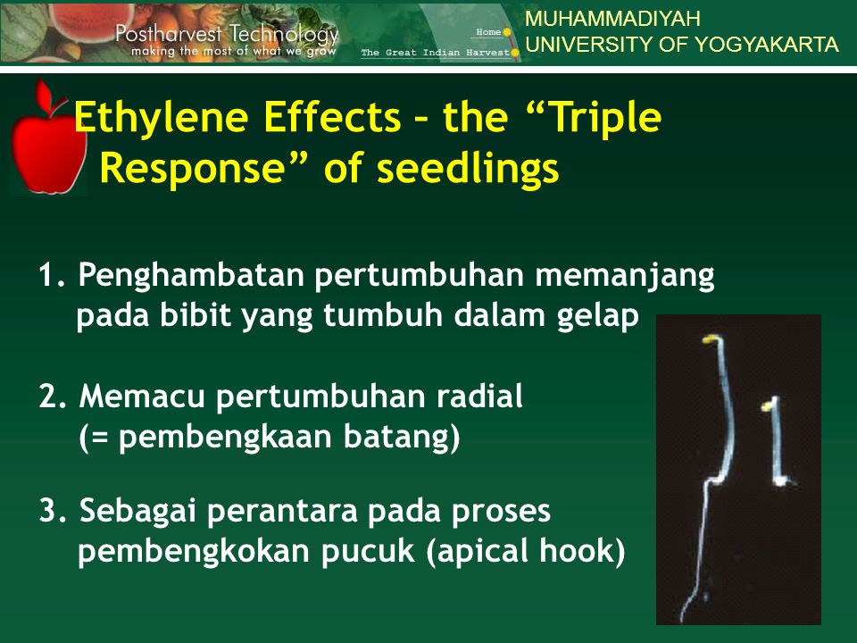 Ethylene Effects – the Triple Response of seedlings