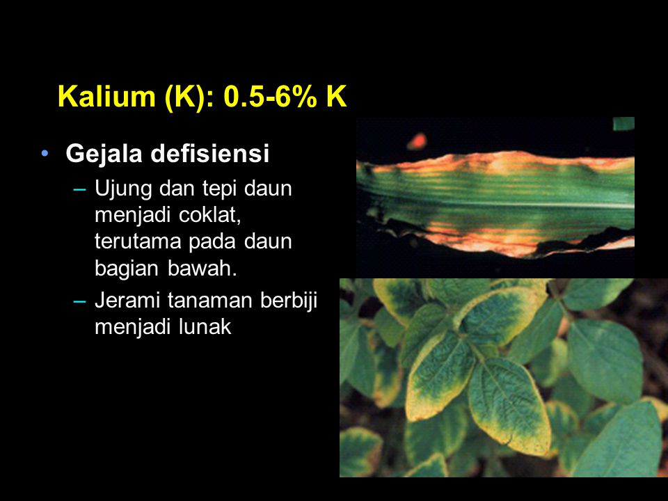 Kalium (K): 0.5-6% K Gejala defisiensi