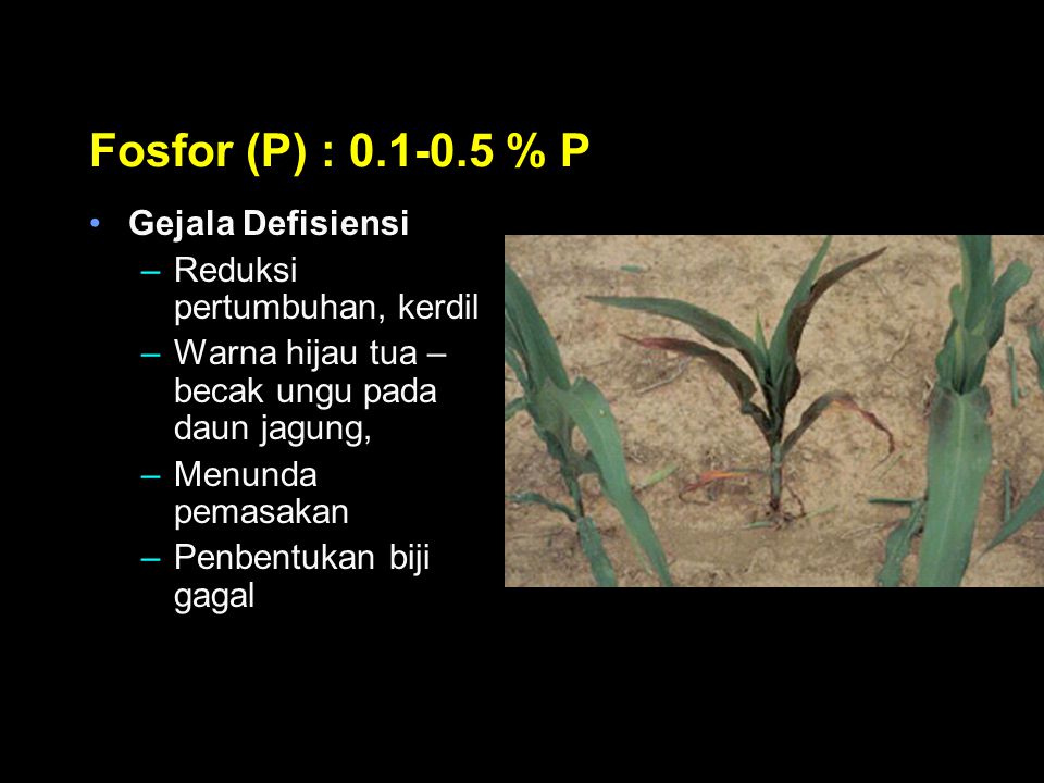 Fosfor (P) : % P Gejala Defisiensi Reduksi pertumbuhan, kerdil