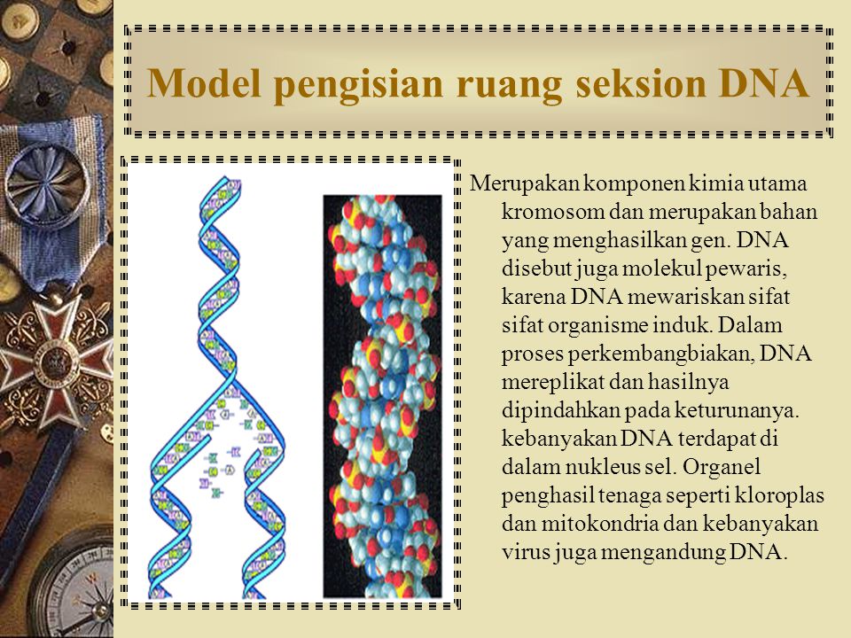 Model pengisian ruang seksion DNA