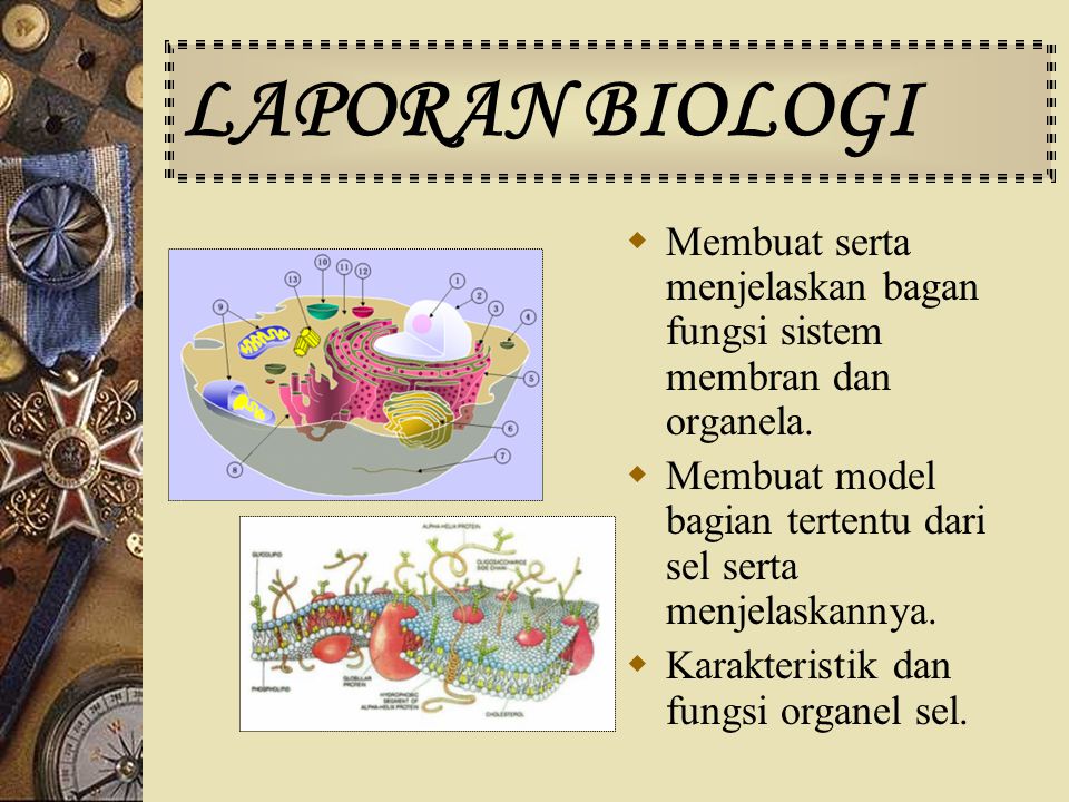 LAPORAN BIOLOGI Membuat serta menjelaskan bagan fungsi sistem membran dan organela. Membuat model bagian tertentu dari sel serta menjelaskannya.