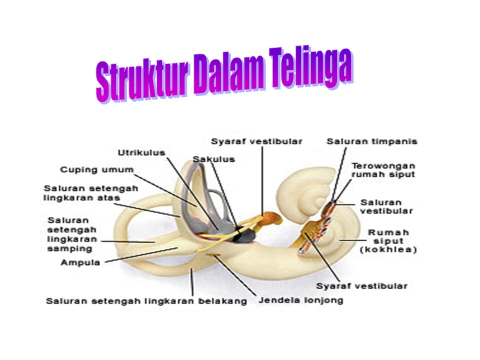 Struktur Dalam Telinga