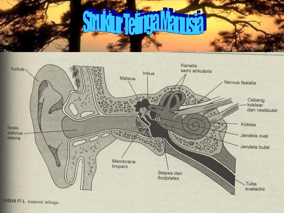 Struktur Telinga Manusia