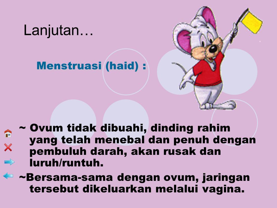 Lanjutan… Menstruasi (haid) :