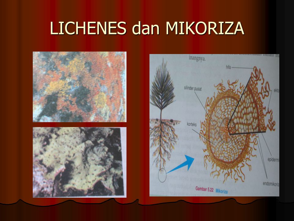 LICHENES dan MIKORIZA