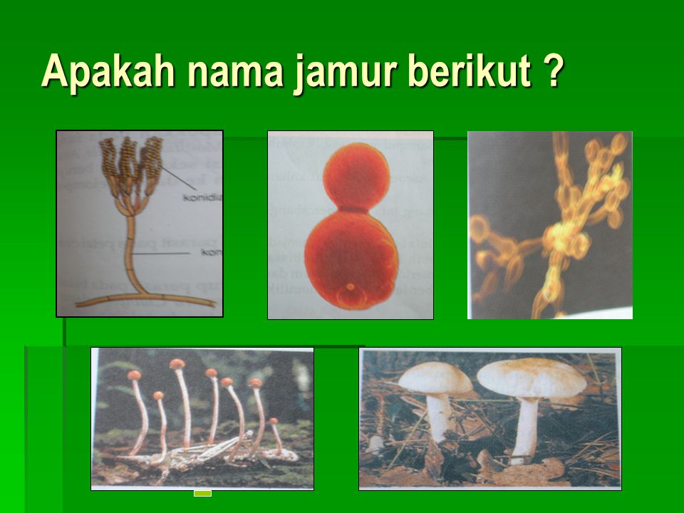 Apakah nama jamur berikut