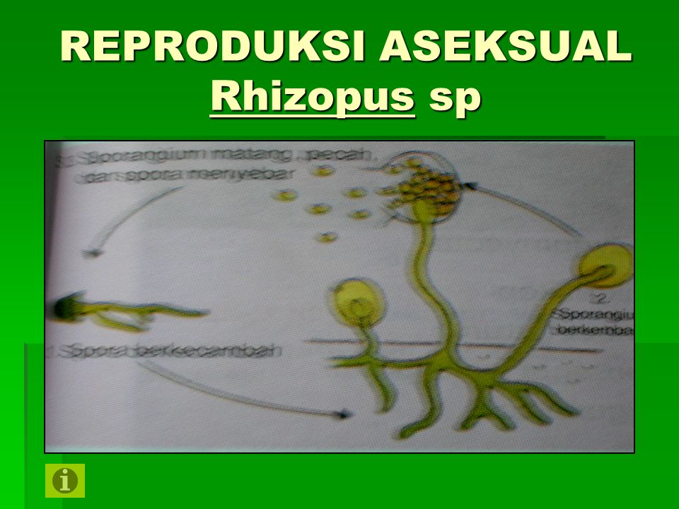 REPRODUKSI ASEKSUAL Rhizopus sp