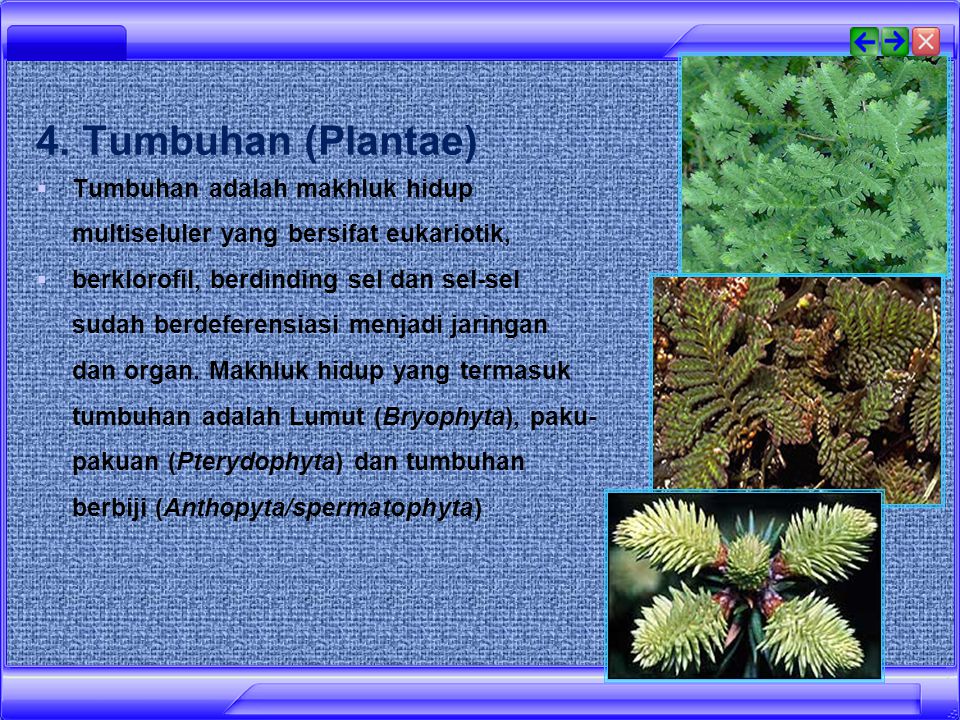 4. Tumbuhan (Plantae) Tumbuhan adalah makhluk hidup multiseluler yang bersifat eukariotik,