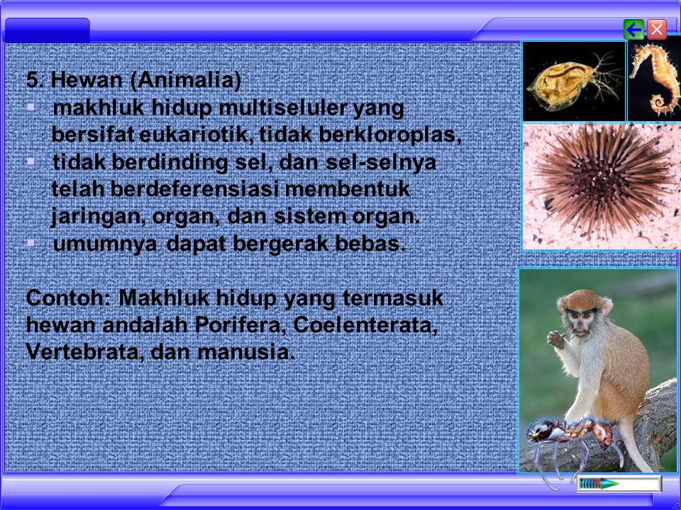 5. Hewan (Animalia) makhluk hidup multiseluler yang bersifat eukariotik, tidak berkloroplas,