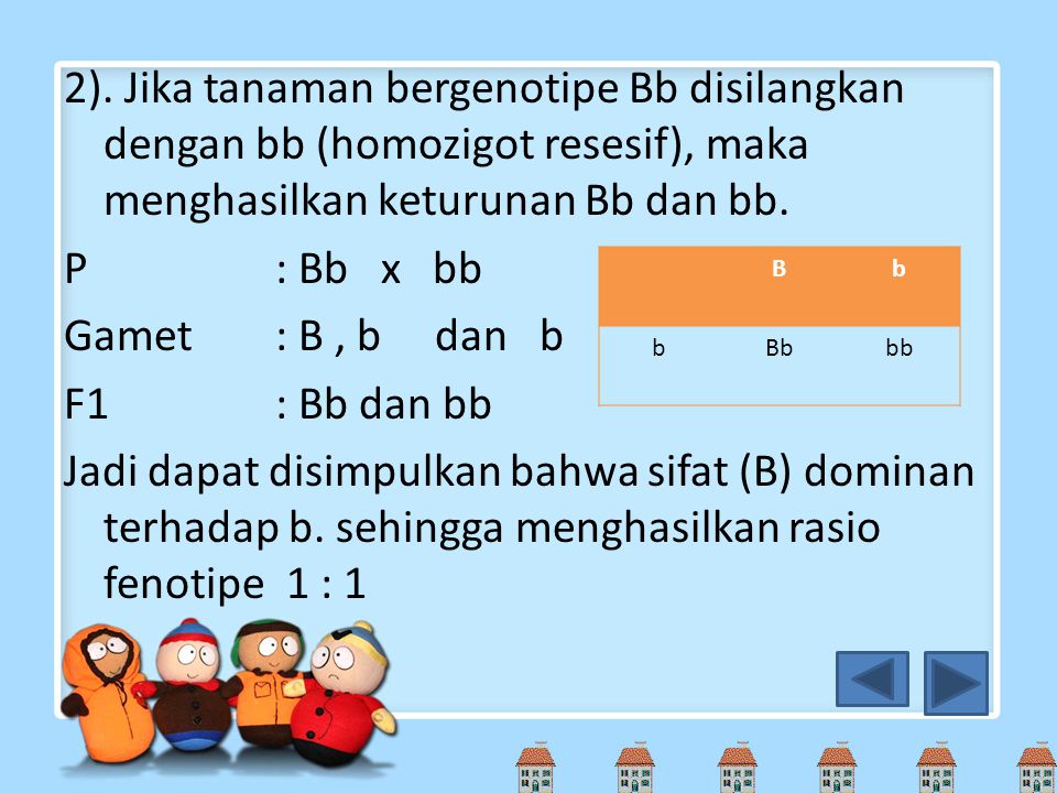 2). Jika tanaman bergenotipe Bb disilangkan dengan bb (homozigot resesif), maka menghasilkan keturunan Bb dan bb. P : Bb x bb Gamet : B , b dan b F1 : Bb dan bb Jadi dapat disimpulkan bahwa sifat (B) dominan terhadap b. sehingga menghasilkan rasio fenotipe 1 : 1