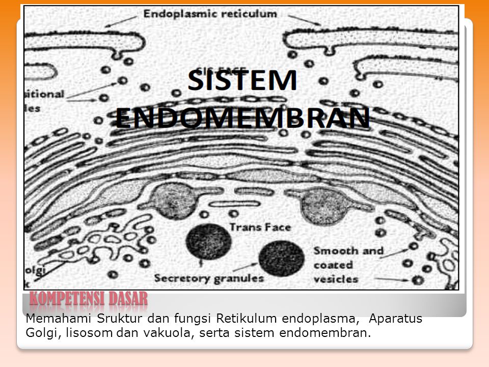 KOMPETENSI DASAR Memahami Sruktur dan fungsi Retikulum endoplasma, Aparatus Golgi, lisosom dan vakuola, serta sistem endomembran.