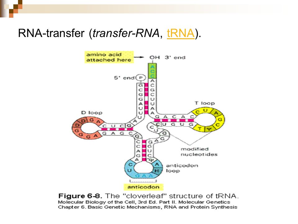 TRNA structure. Структура и биороль ТРНК. ТРНК. Строение транспортной РНК биохимия.
