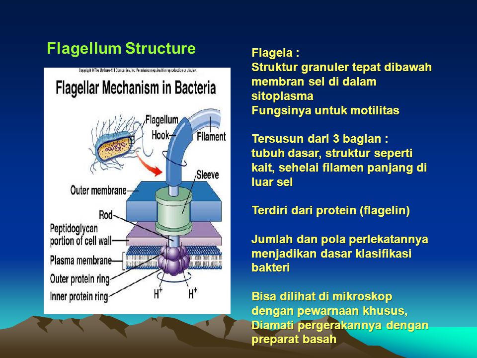 Struktur sel bakteri dan fungsinya