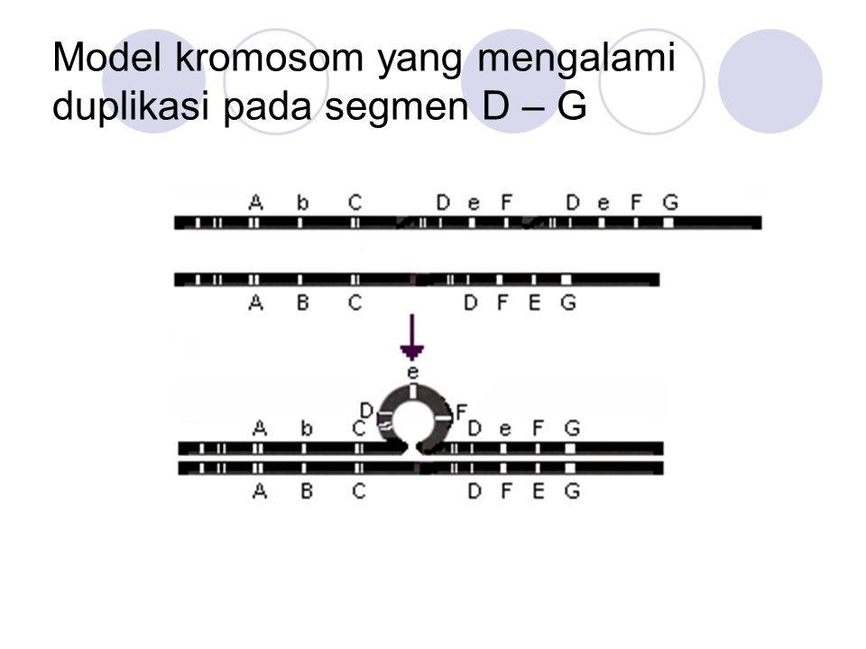 Model kromosom yang mengalami duplikasi pada segmen D – G
