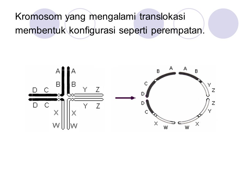 Kromosom yang mengalami translokasi membentuk konfigurasi seperti perempatan.