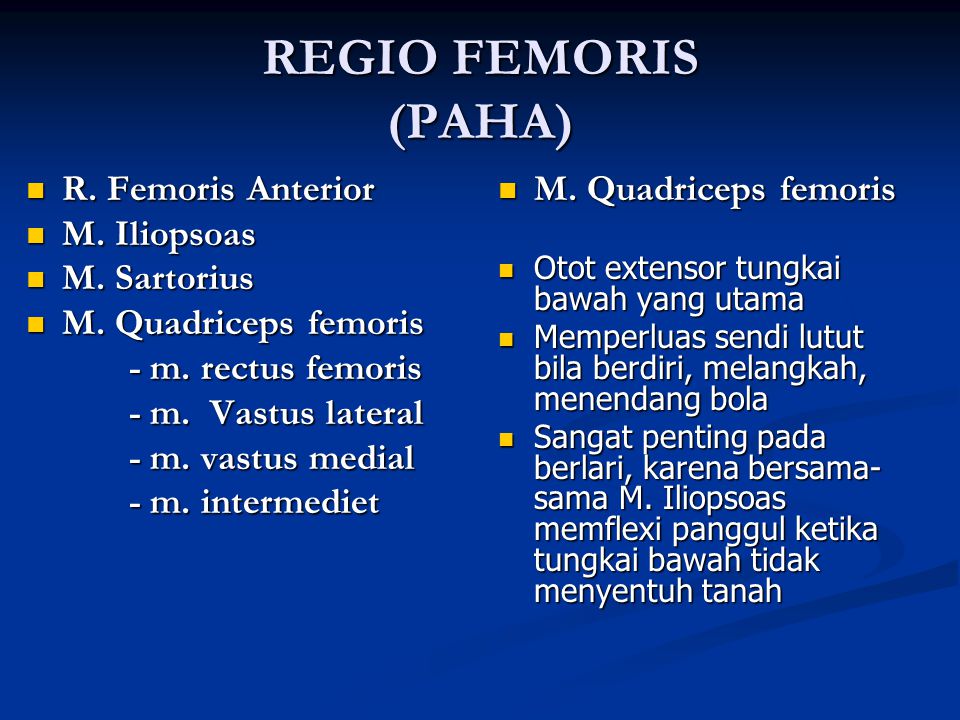 REGIO FEMORIS (PAHA) R. Femoris Anterior M. Iliopsoas M. Sartorius