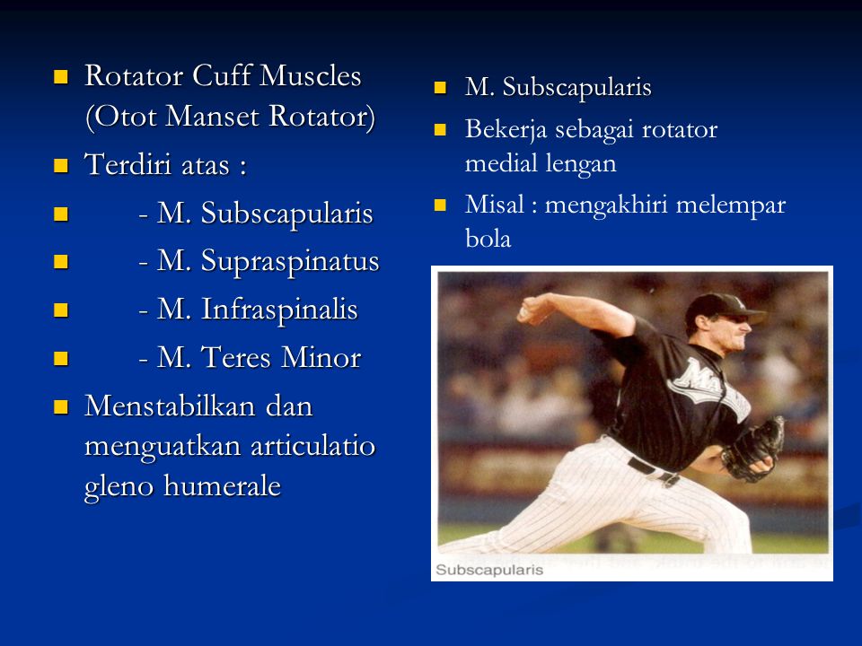 Rotator Cuff Muscles (Otot Manset Rotator) Terdiri atas :