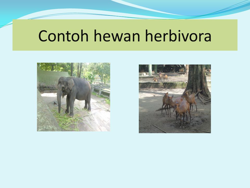Contoh hewan herbivora