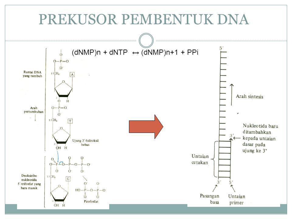 Transla. DNTP ДНК. (DNA)N + DNTP = (DNA)N+1 + ppi. Lizya DNTP. (DNPM)N +DNTP.