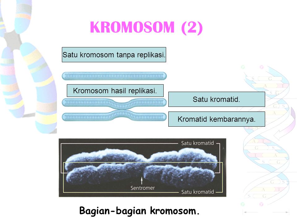 Bagian-bagian kromosom.