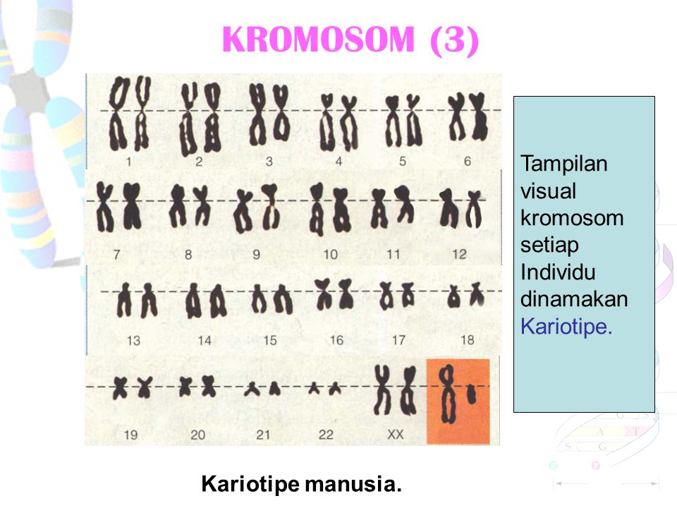 KROMOSOM (3) Tampilan visual kromosom setiap Individu dinamakan