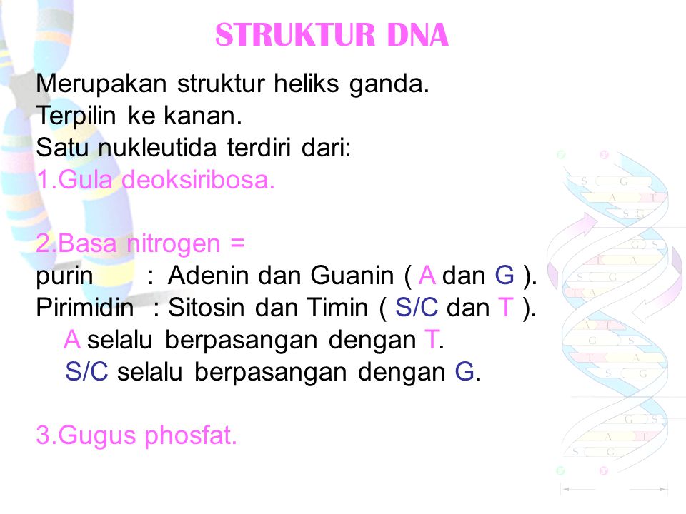 STRUKTUR DNA Merupakan struktur heliks ganda. Terpilin ke kanan.