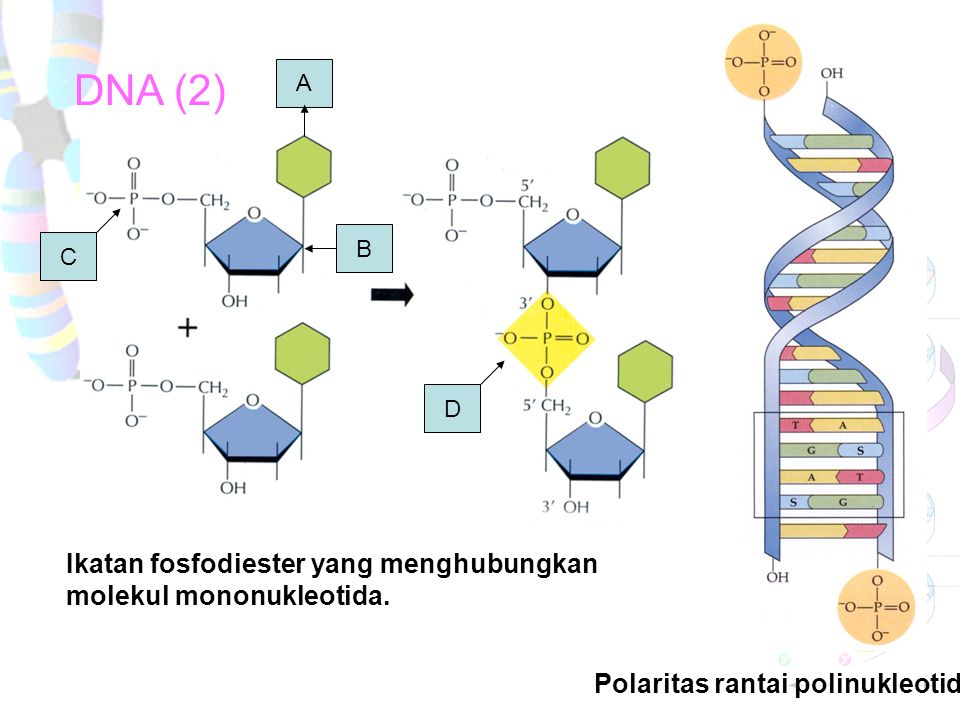 DNA (2) Ikatan fosfodiester yang menghubungkan molekul mononukleotida.
