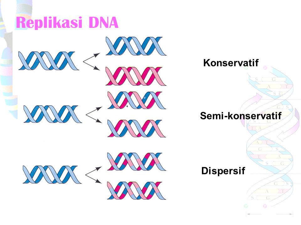 Replikasi DNA Konservatif Semi-konservatif Dispersif