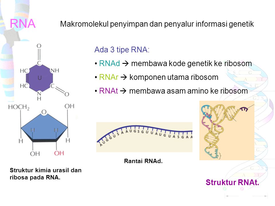 RNA Makromolekul penyimpan dan penyalur informasi genetik