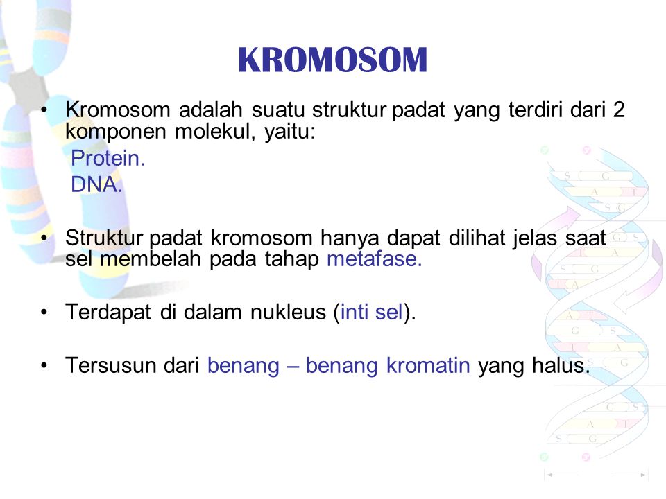 KROMOSOM Kromosom adalah suatu struktur padat yang terdiri dari 2 komponen molekul, yaitu: Protein.