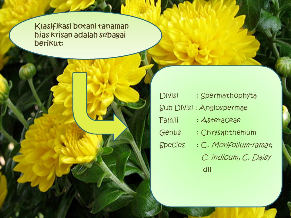 Klasifikasi botani tanaman hias krisan adalah sebagai berikut: