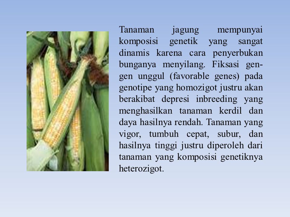 Tanaman jagung mempunyai komposisi genetik yang sangat dinamis karena cara penyerbukan bunganya menyilang.