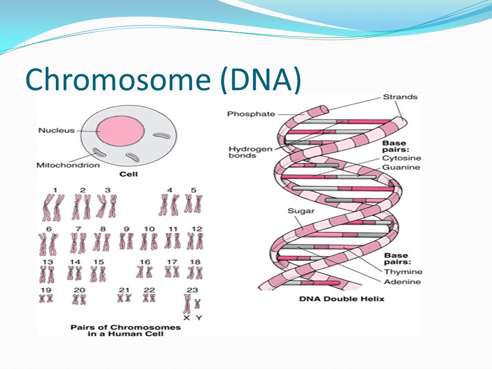 Chromosome (DNA)