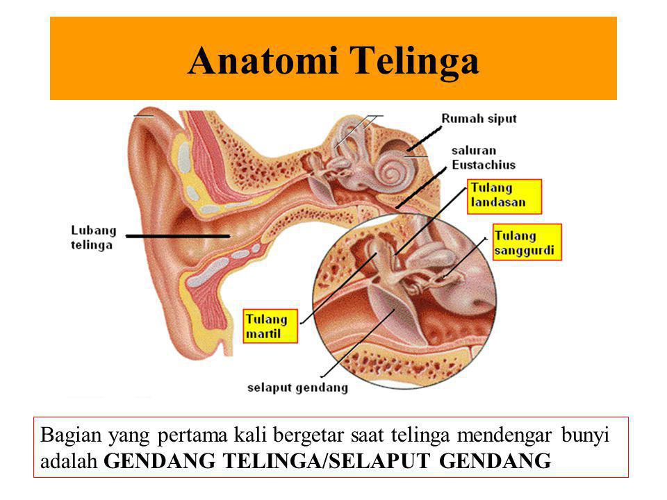 Anatomi Telinga Bagian yang pertama kali bergetar saat telinga mendengar bunyi adalah GENDANG TELINGA/SELAPUT GENDANG.
