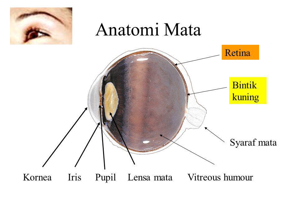 Anatomi Mata Retina Bintik kuning Syaraf mata Kornea Iris Pupil