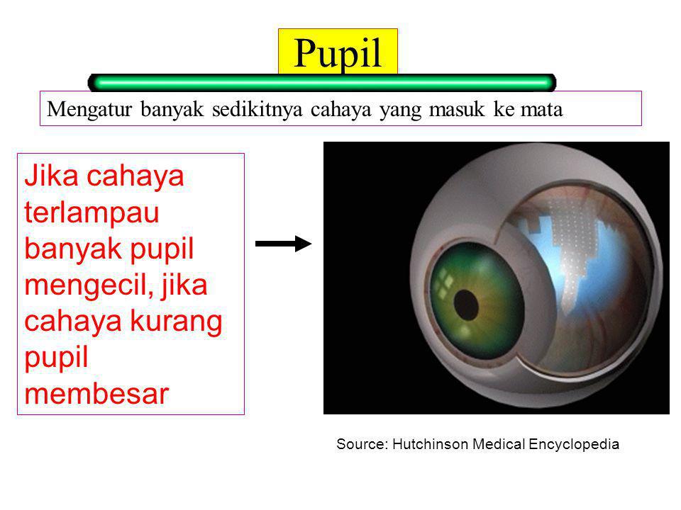 Pupil Mengatur banyak sedikitnya cahaya yang masuk ke mata. Jika cahaya terlampau banyak pupil mengecil, jika cahaya kurang pupil membesar.