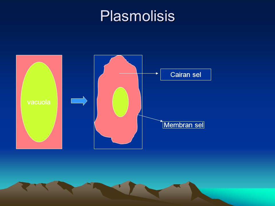 Plasmolisis vacuola Cairan sel Membran sel