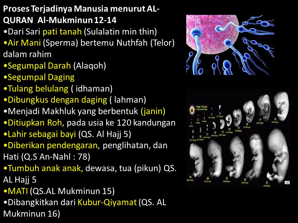 Proses Terjadinya Manusia menurut AL-QURAN Al-Mukminun 12-14