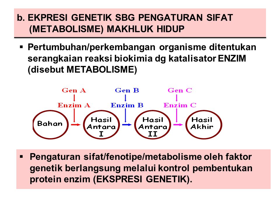 b. EKPRESI GENETIK SBG PENGATURAN SIFAT (METABOLISME) MAKHLUK HIDUP
