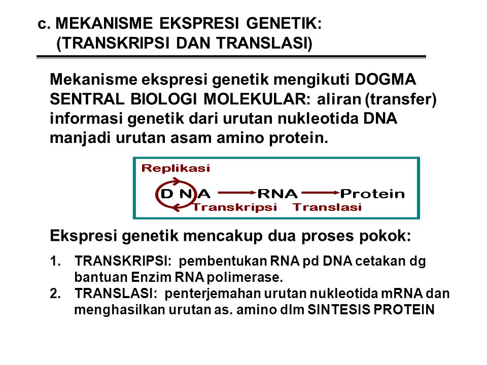 c. MEKANISME EKSPRESI GENETIK: (TRANSKRIPSI DAN TRANSLASI)