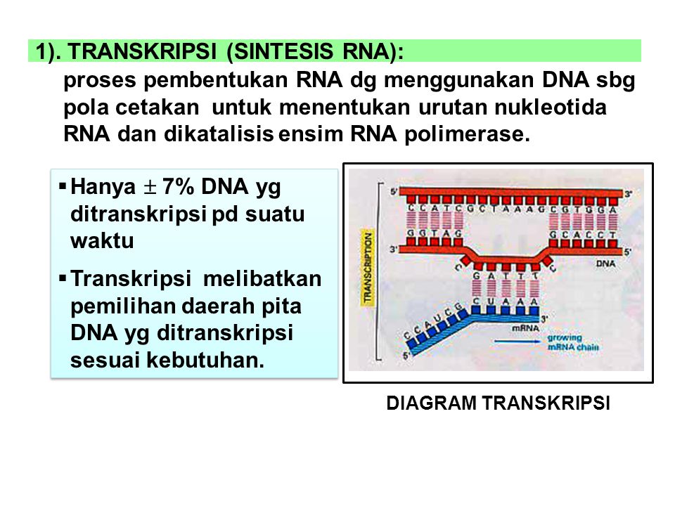 1). TRANSKRIPSI (SINTESIS RNA):