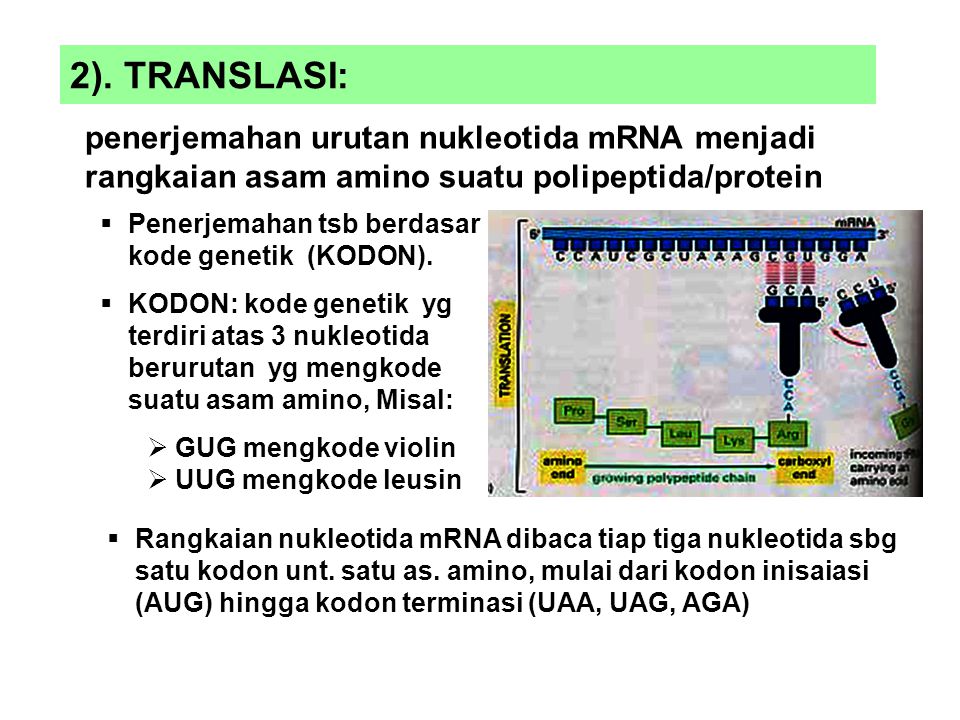2). TRANSLASI: penerjemahan urutan nukleotida mRNA menjadi rangkaian asam amino suatu polipeptida/protein.