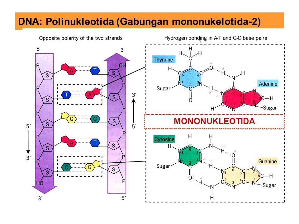 DNA: Polinukleotida (Gabungan mononukelotida-2)
