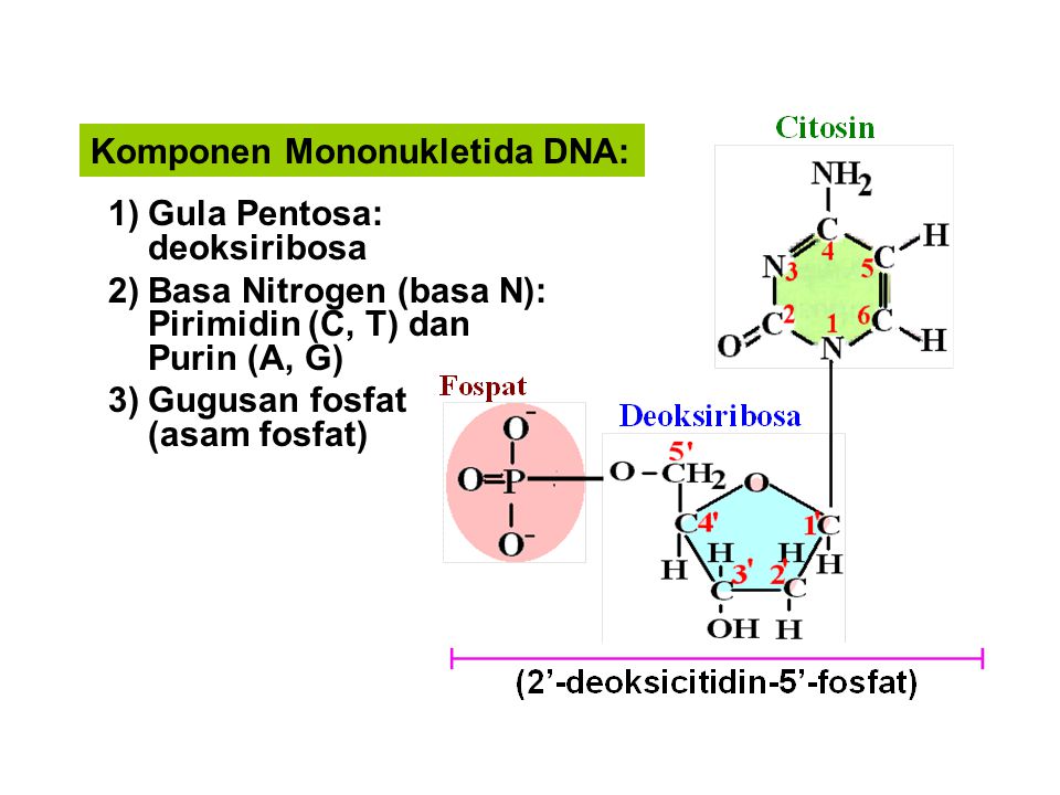 Komponen Mononukletida DNA: