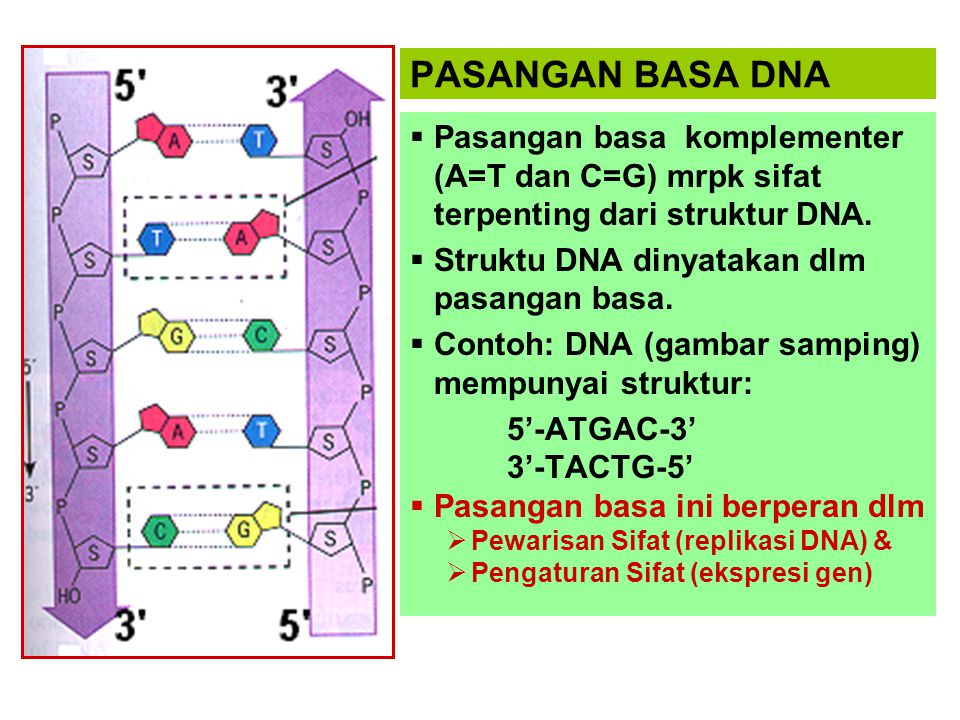 PASANGAN BASA DNA Pasangan basa komplementer (A=T dan C=G) mrpk sifat terpenting dari struktur DNA.