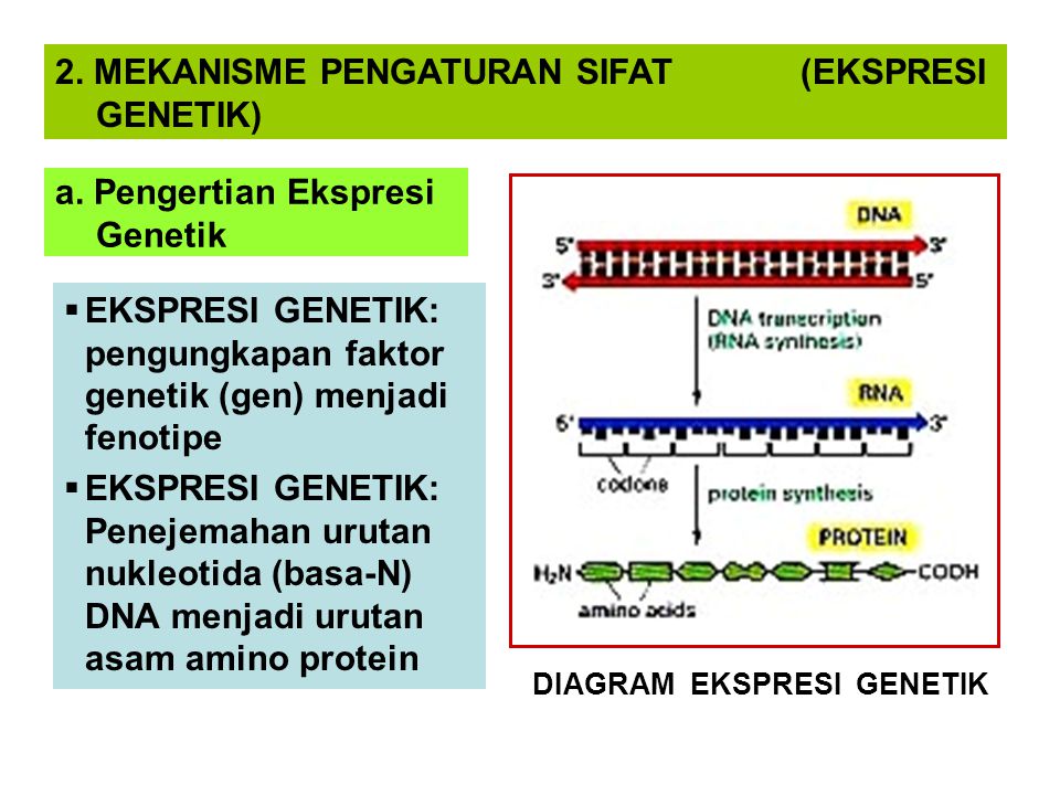 a. Pengertian Ekspresi Genetik